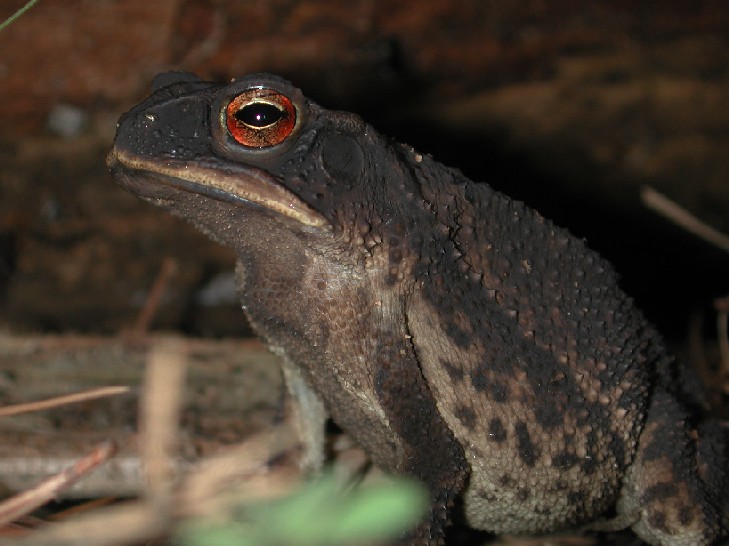 Grumpy Toad