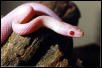 Blizzard Cornsnake