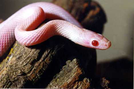 Blizzard Cornsnake