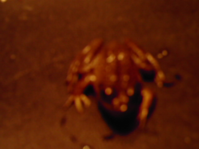 help identify plz i think this is a bullfrog but want to be positive from s