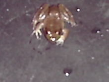 i think this is a bullfrog but need help identifiyng