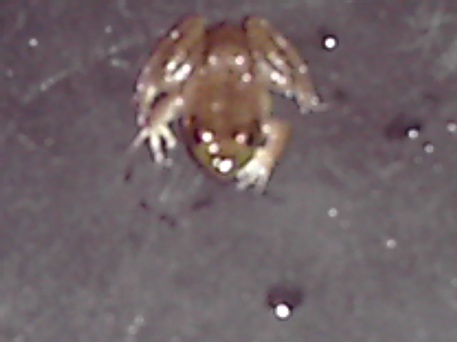 i think this is a bullfrog but need help identifiyng