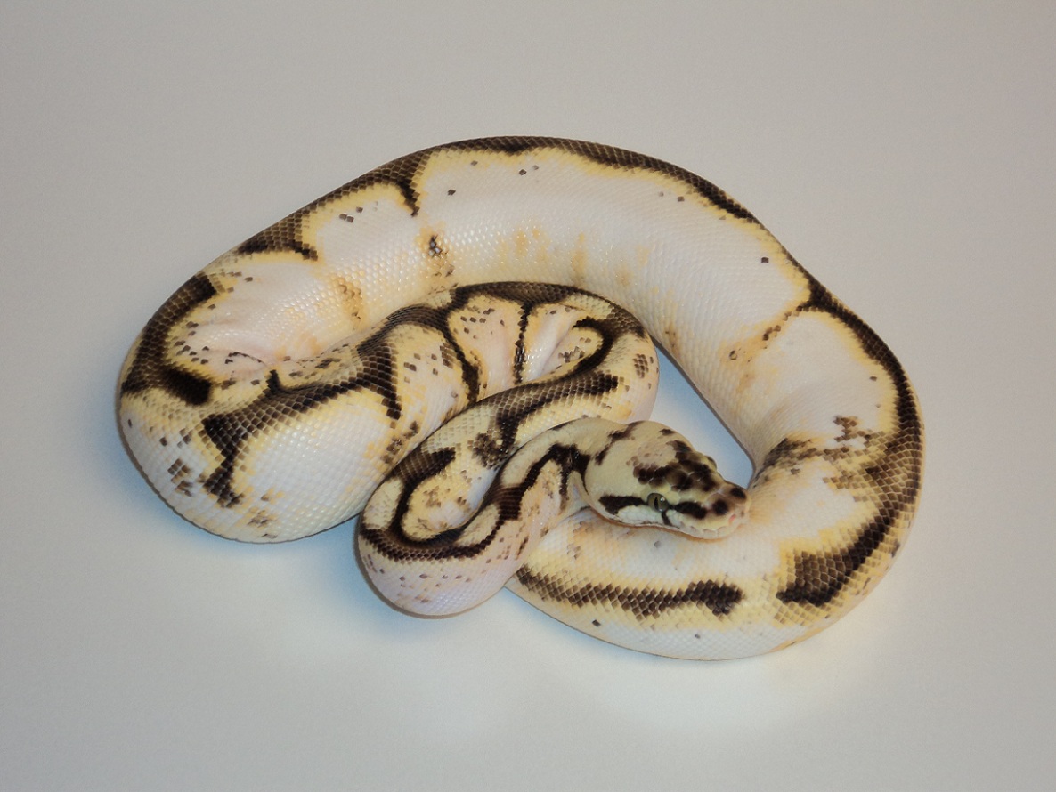 2009 Calibee