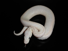 09 Latte Male
