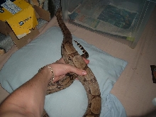 Boa constrictor amarali