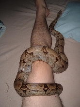 Boa constrictor amarali - Female