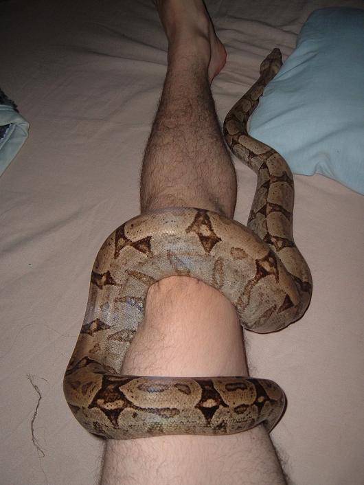 Boa constrictor amarali - Female