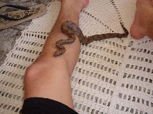 Baby Boa constrictor amarali