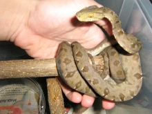 Corallus hortulanus