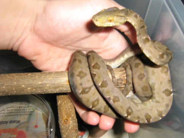 Corallus hortulanus