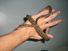 Corallus hortulanus