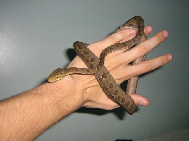 Corallus hortulanus