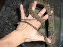Corallus hortulanus