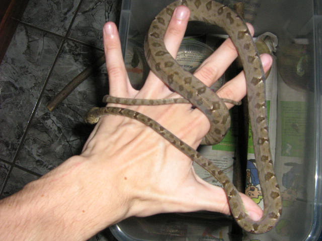 Corallus hortulanus