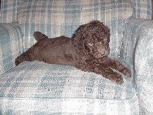 Arley as a puppy