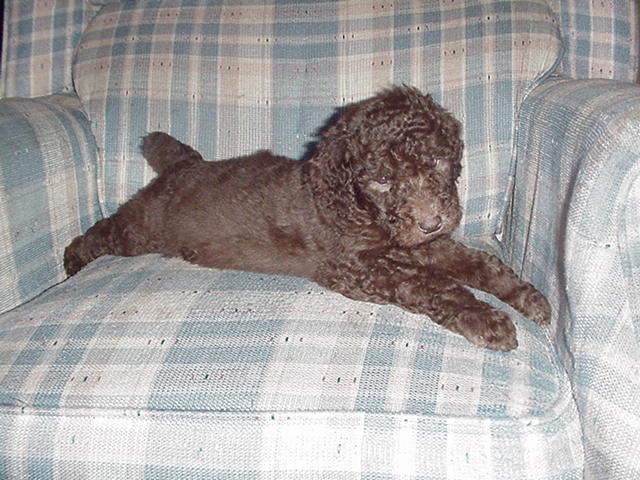 Arley as a puppy