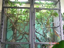 close up of cham cage