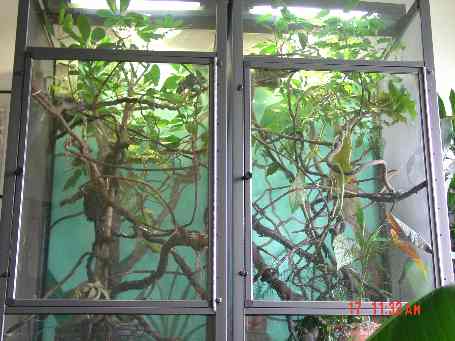 close up of cham cage
