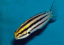 Saltwater - Austin Aquariums