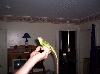 Fred