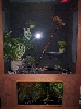 My Water Dragon's cage