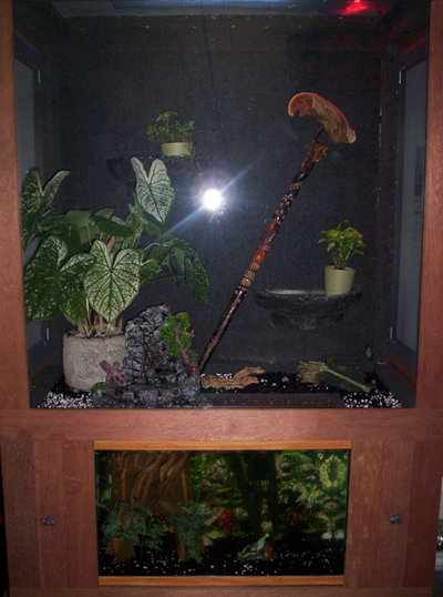 My Water Dragon's cage