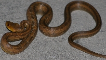 rat snake 10-15-06 (3)