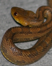 rat snake 10-15-06 (7)
