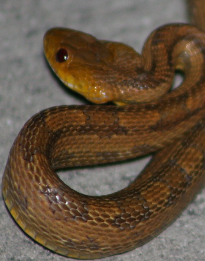 rat snake 10-15-06 (7)