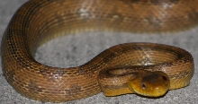 rat snake 10-15-06 (9)