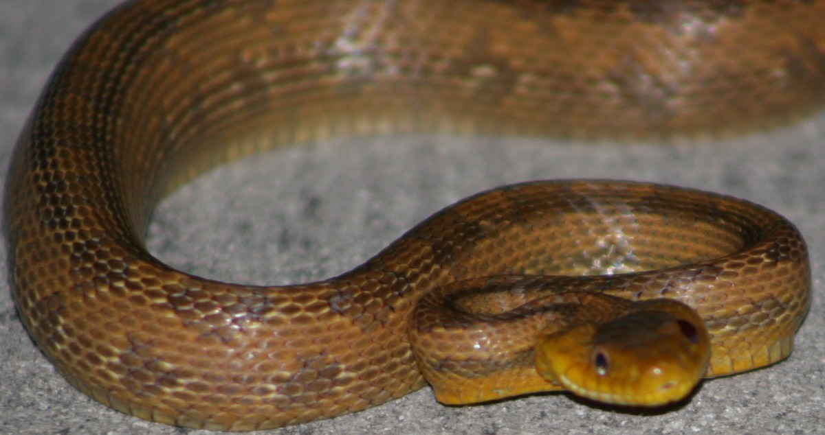 rat snake 10-15-06 (9)