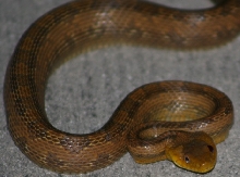 rat snake 10-15-06 (5)