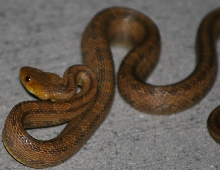 rat snake 10-15-06 (6)