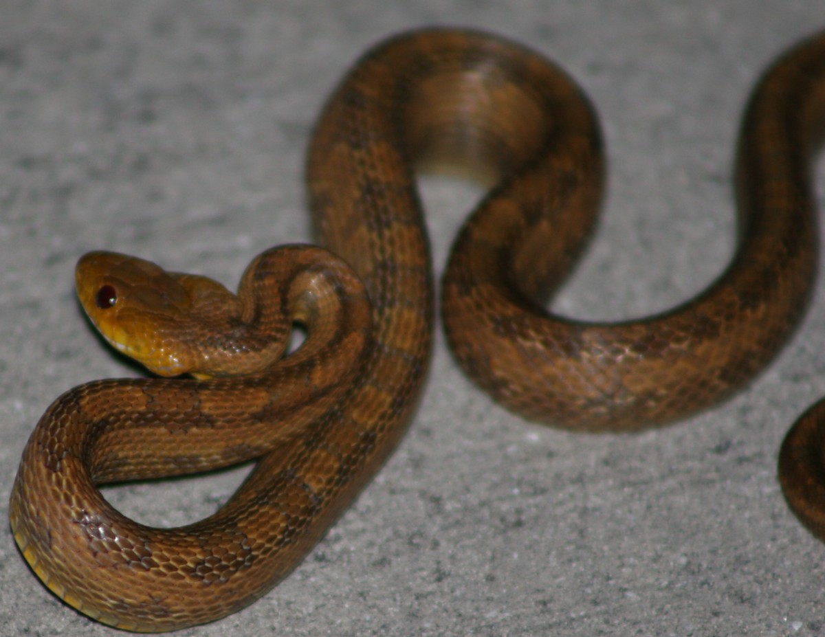 rat snake 10-15-06 (6)