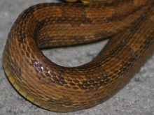 rat snake 10-15-06 (8)