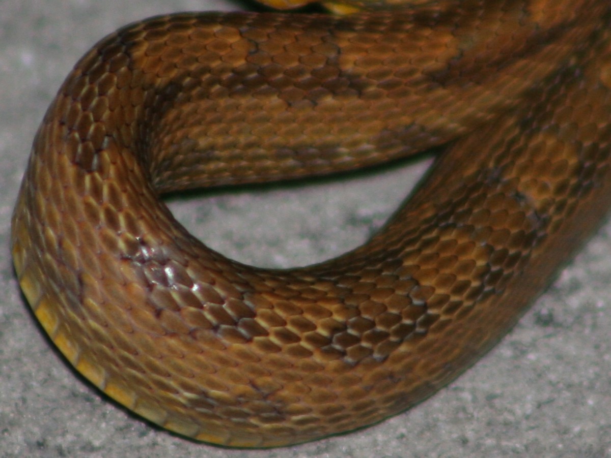 rat snake 10-15-06 (8)