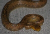 rat snake 10-15-06 (1)