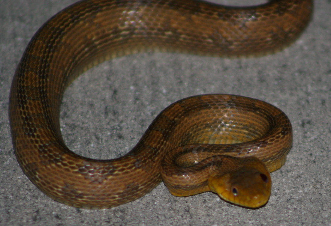 rat snake 10-15-06 (1)
