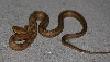 rat snake 10-15-06 (2)