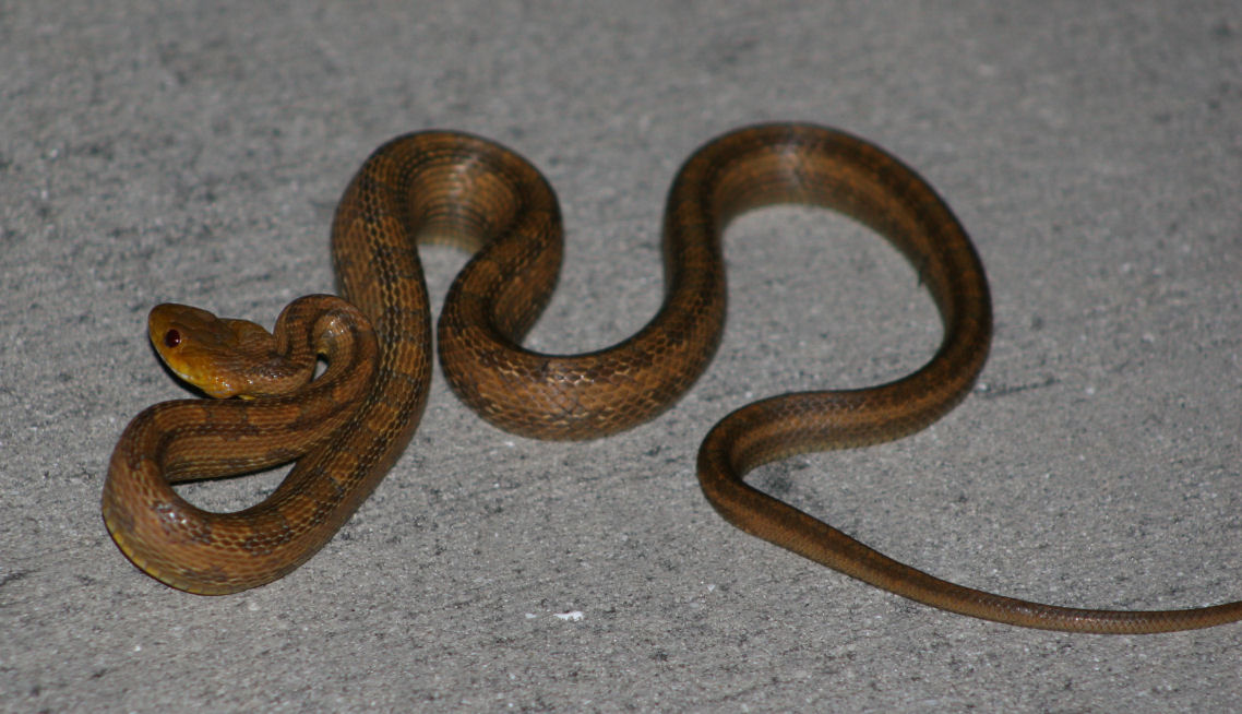 rat snake 10-15-06 (2)