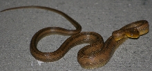 rat snake 10-15-06 (4)