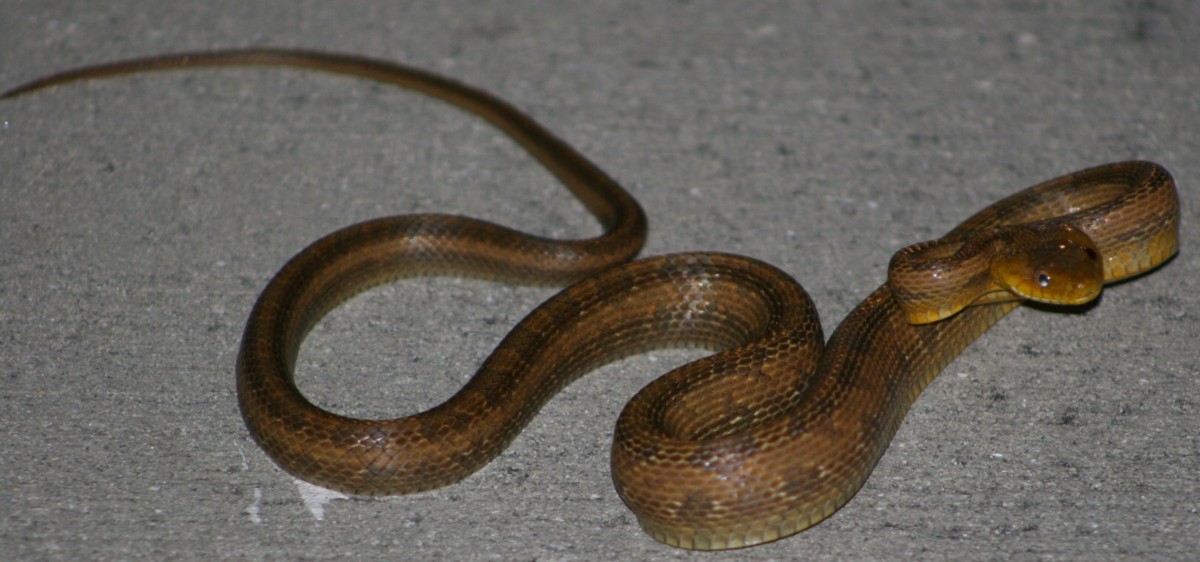 rat snake 10-15-06 (4)