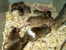 piebald mouse