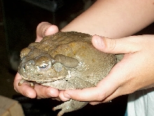 bufo alvarius