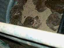 bufo eating mouse