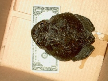 bufo 2