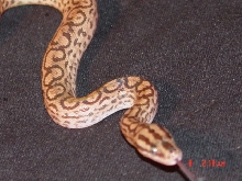 colombian rainbow boa