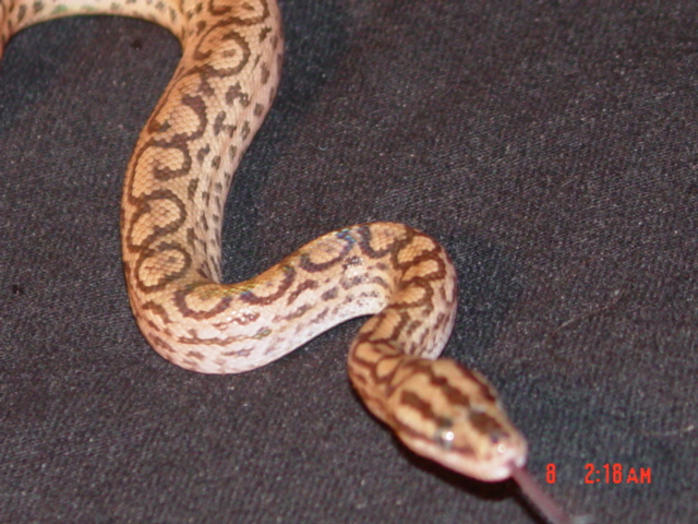 colombian rainbow boa