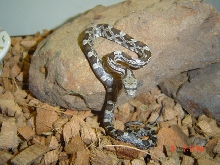 Black rat snake hatchling