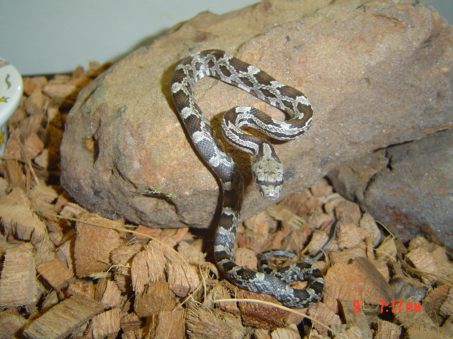 Black rat snake hatchling